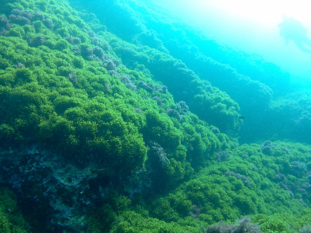 Ile de Mayre - Grotte à Corail - Avril 2021